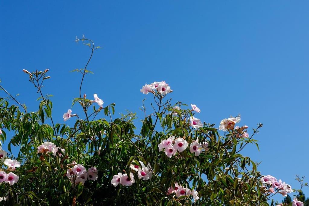 Vale Do Guizo: Casa Poente On The Contryside, Close By The Sea. 阿尔热祖尔 外观 照片